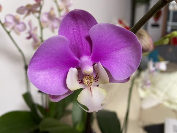 蝴蝶蘭秋季必摧花，用對肥水，開花 一茬接一茬