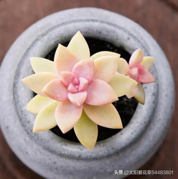 漂亮又好養的7個普貨多肉，新手也能輕鬆養出狀態