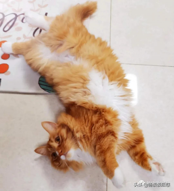 “貓中二哈”奶牛貓 “貓中二哈”奶牛貓