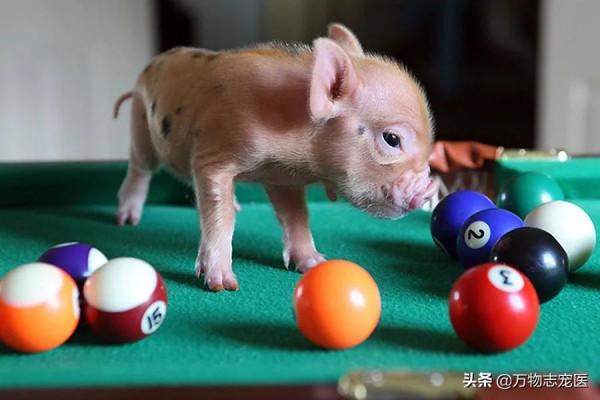 養貓養狗又養豬，養一隻寵物豬是怎樣的體驗？