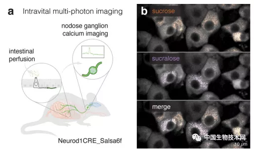 相信你的“直覺”：“假糖”騙得過味蕾，但騙不了“腸”