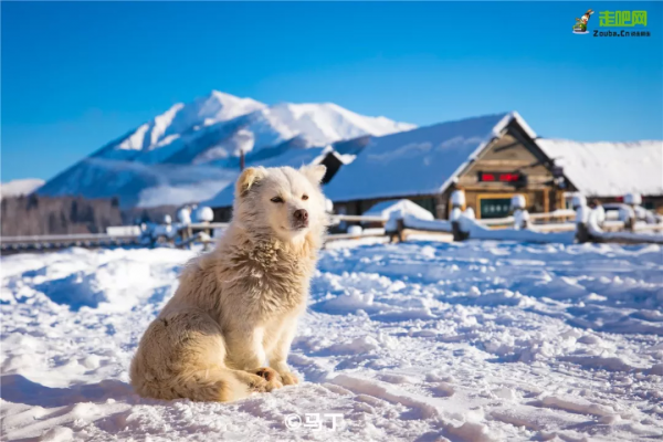 1028名日本人報名遊新疆？新疆顏值實錘了，一年四季，美麗不停歇