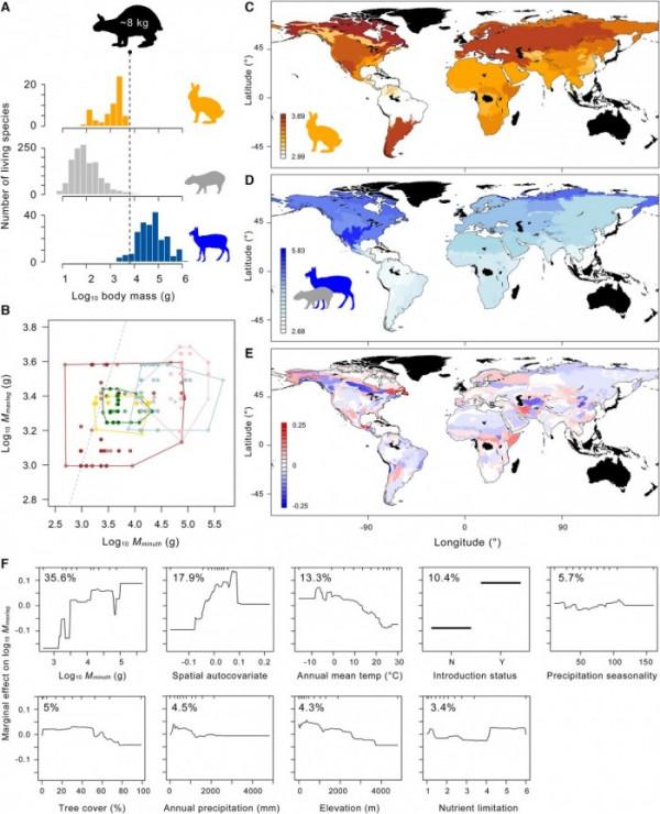 新研究分析野兔缺乏尺寸多樣性的原因