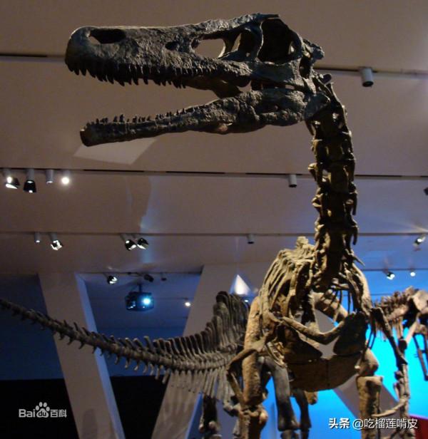 中文名南方盜龍拉丁學名Austroraptor