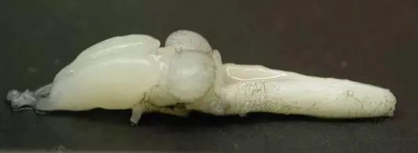 硬核科普:為什麼只有人類進化出高度發達的大腦? 硬核科普:為什麼只有人類進化出高度發達的大腦?