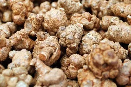 “想發財,種藥材”分享幾個高收益藥材種植專案,建議收藏 “想發財,種藥材”分享幾個高收益藥材種植專案,建議收藏