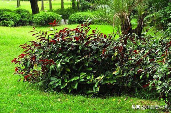 認識10種漂亮的“有毒花”，漲見識，避免傷害