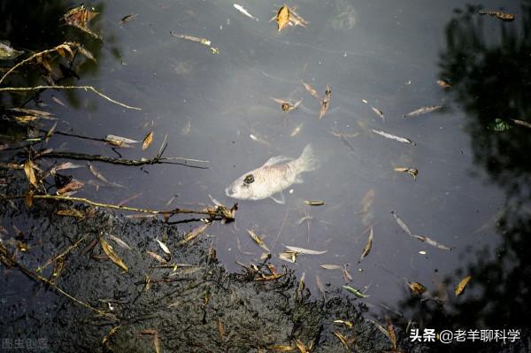 可惜了！北京男子釣4斤重鯉魚，看過尾巴犯難了：被電的能吃嗎？