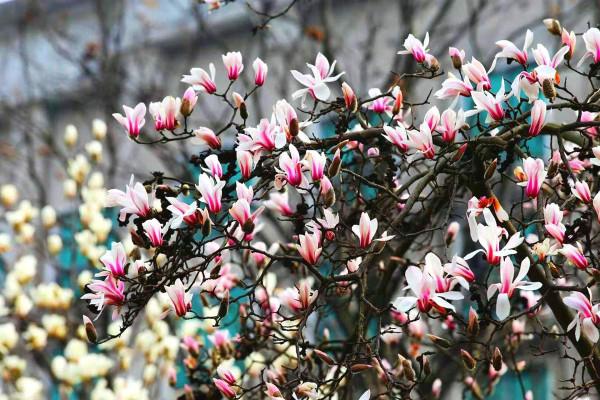 形有“君子之姿”的園林首選-植物非試管高效快繁玉蘭 形有“君子之姿”的園林首選-植物非試管高效快繁玉蘭