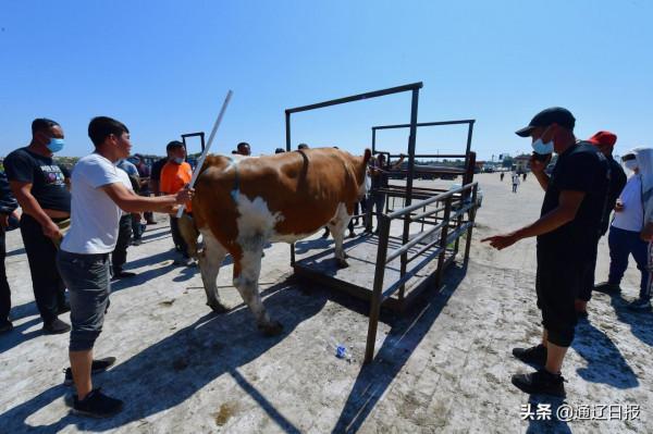 科左後旗牛市拉動牛產業 科左後旗牛市拉動牛產業