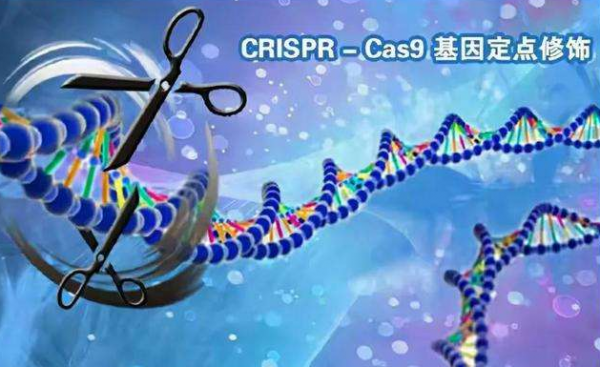 又一里程碑！57歲男子接受豬心臟移植，醫生：暫無免疫排斥反應