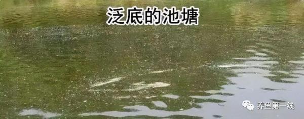 說一說生物的分層現象和水產養殖的分層現象 說一說生物的分層現象和水產養殖的分層現象
