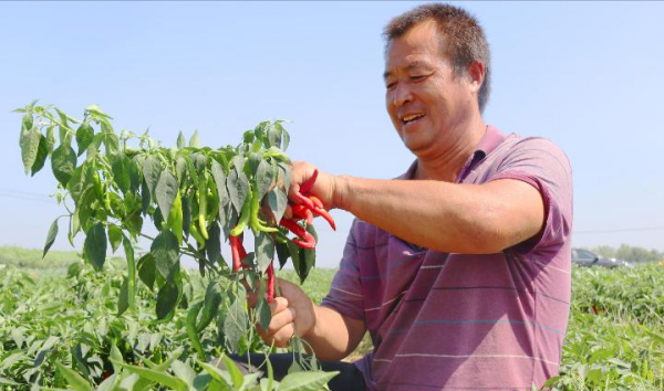 甘肅劉彥斌返鄉種辣椒，年產值突破1.5億，帶領兩百多名農戶致富