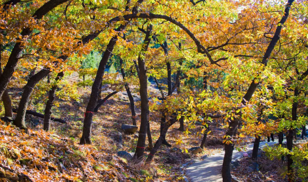 入冬了,這裡也終於到了最美的時候! 入冬了,這裡也終於到了最美的時候!