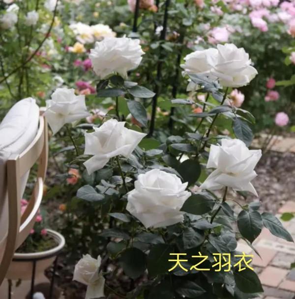 木村卓功及木村系列月季品種（4）