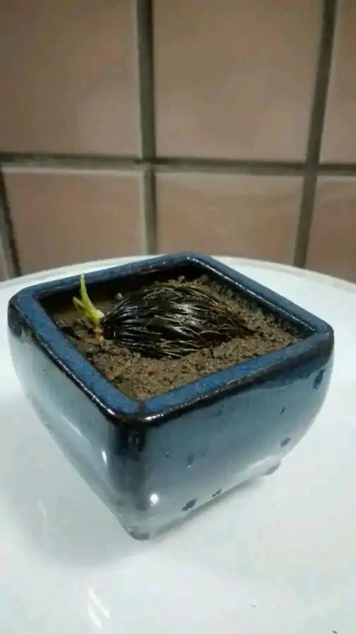 撿到種子,網友問是什麼?把過去培育的照片發一發 撿到種子,網友問是什麼?把過去培育的照片發一發