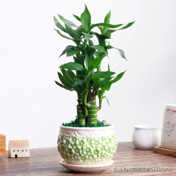 客廳養這6種“富貴花”，好看又大氣，誰見了誰誇獎