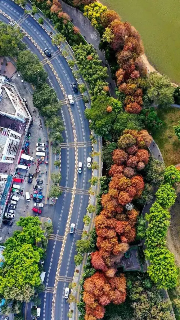 《廣東銀杏·不完全打卡地圖》，去過才算真正過完了秋天