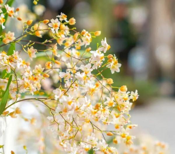 冬天適合養的花和植物有哪些？即使是嚴寒也抵擋不住養花的熱情