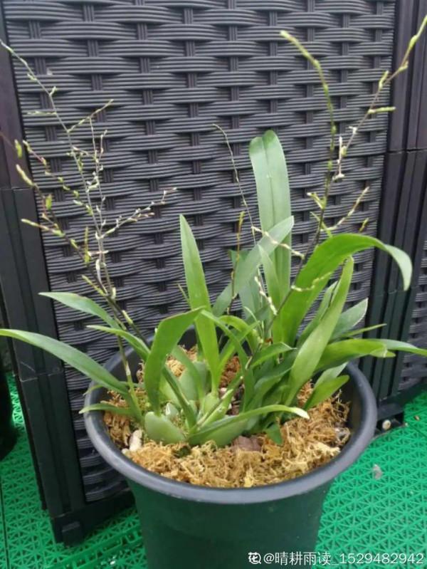 屋裡養盆“香水花”,活脫脫的“活香水”,滿屋香味還特別耐寒 屋裡養盆“香水花”,活脫脫的“活香水”,滿屋香味還特別耐寒