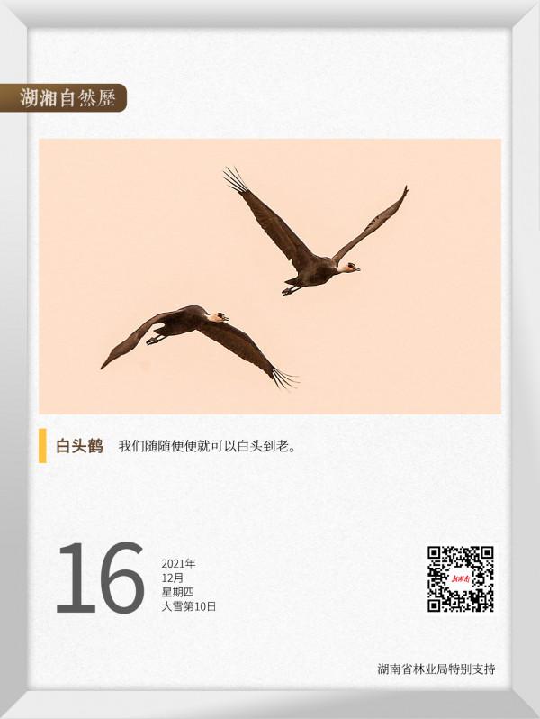 湖湘自然歷丨冬季到洞庭來看鳥⑤白頭鶴呀,因何白頭 湖湘自然歷丨冬季到洞庭來看鳥⑤白頭鶴呀,因何白頭