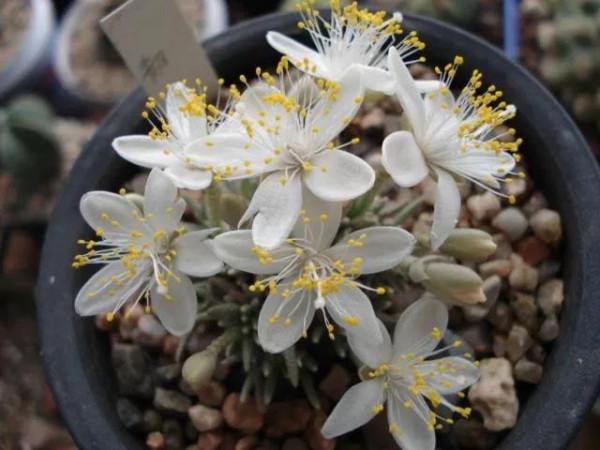 50種多肉開花欣賞，你養的開花了嗎？快來曬曬