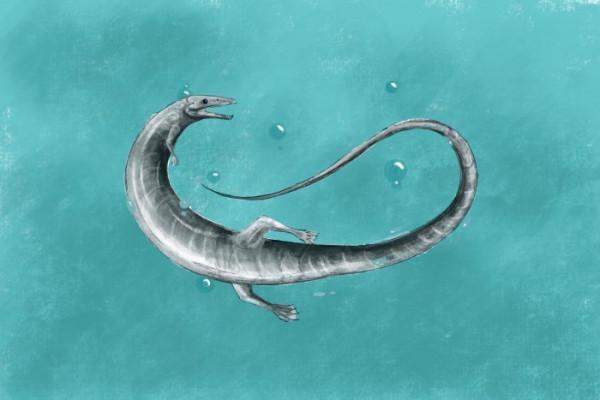 科學家發現快速進化的物種更容易滅絕