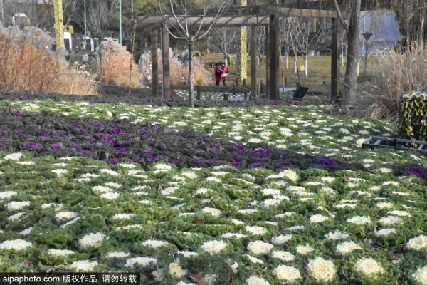 冬天不想宅在家?北京這些地方,依然綠意蔥蘢! 冬天不想宅在家?北京這些地方,依然綠意蔥蘢!