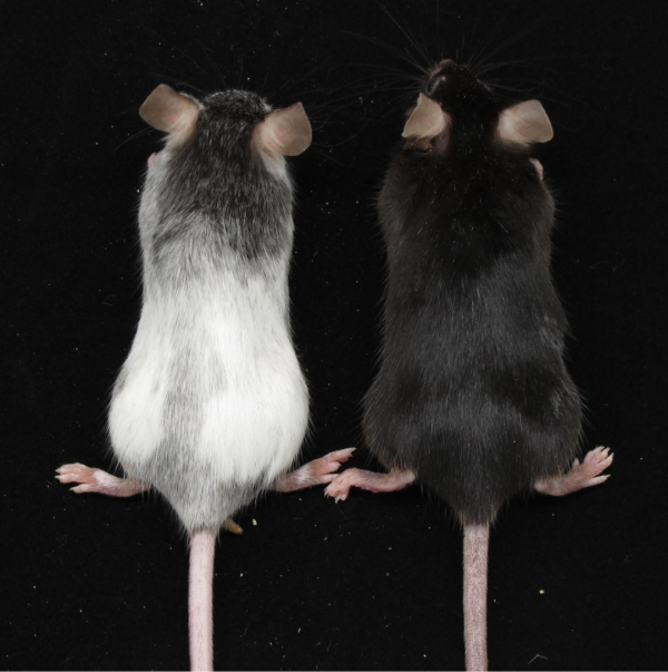 白癜風原創突破背後：一部歷時六年的&OpenCurlyDoubleQuote;失敗簡史&rdquo;