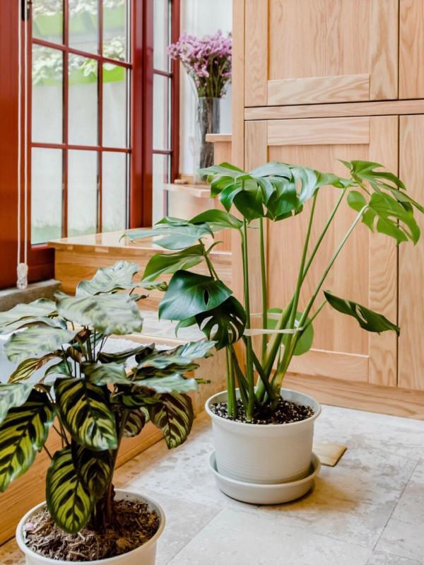 6種能養人的花，越養越有“好運氣”，建議養一盆