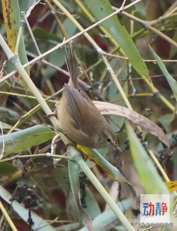 野性貴州 有問必答丨經常只聞其聲不見其影，這種神秘的鳥兒你見過嗎？