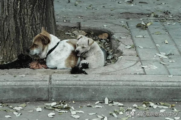 被拋棄的小泰迪又慘遭虐待,打斷頸椎後扔進橋洞等死 被拋棄的小泰迪又慘遭虐待,打斷頸椎後扔進橋洞等死