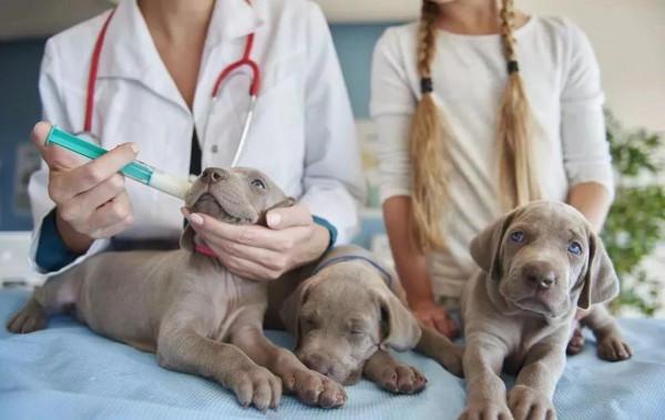 談寵物醫院如何留存人才