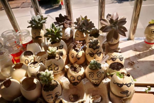 雞蛋殼是養花神器，掌握住這些用法，完全不需再花錢買肥料了