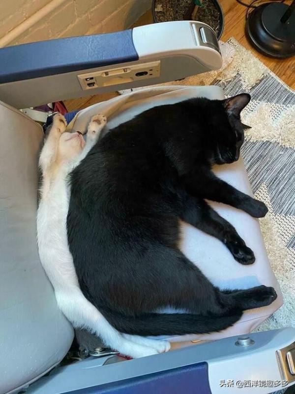 看了這些照片,你可得再要一隻貓了 看了這些照片,你可得再要一隻貓了