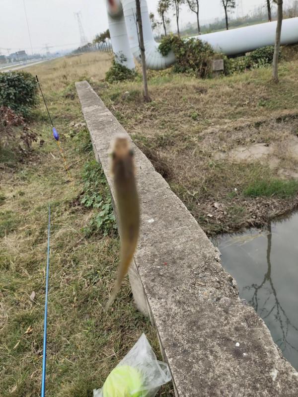 野釣日記(19) 野釣日記(19)