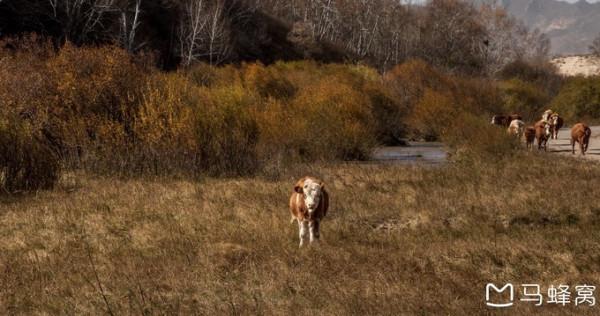 三天三季-我的烏蘭布統之旅 第三篇