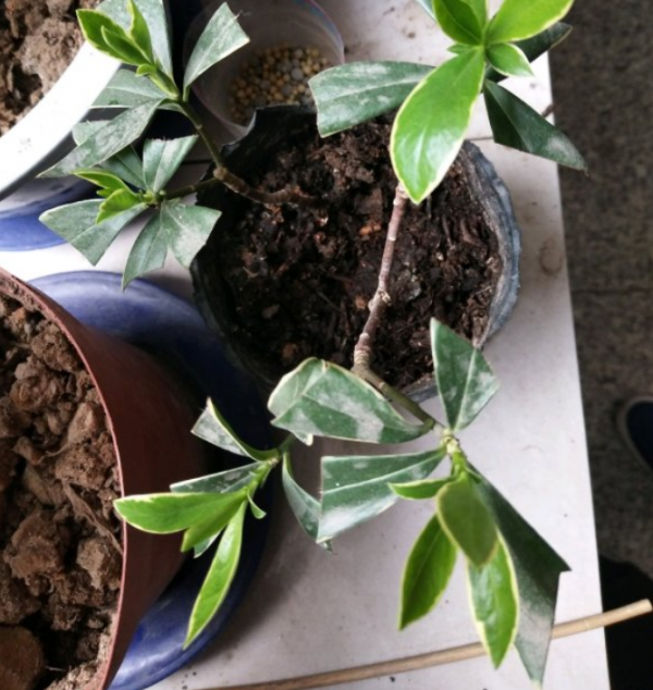 6種花，二月底快扦插，十幾天就生根