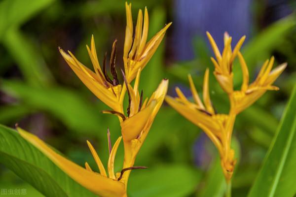 &OpenCurlyDoubleQuote;蠍尾蕉&rdquo;花中君子，友善好客