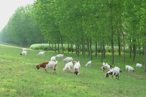 民間故事：男子河邊放羊，河中游來美少女，娶嬌妻卻付出慘重代價