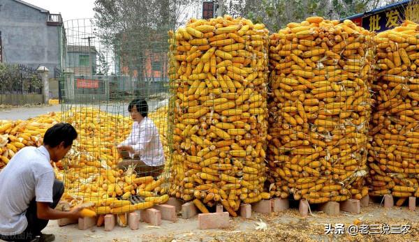 玉米早收沒有晚收好？晚收真的能高產？玉米什麼時候收穫產量最高