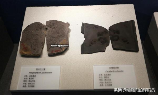 貴州地質博物館內的那些珍惜礦石（化石）、寶石你最喜歡那一塊？