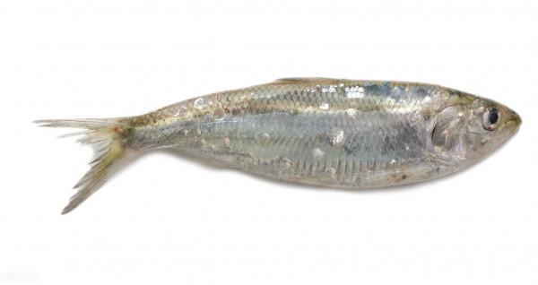 長江“十年禁漁”初顯成效，䲘魚已經現身，鰣魚會出現嗎？