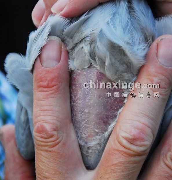 信鴿肌肉鑑鴿法 來了解一下