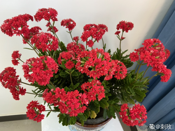 臥室養4種花，一覺睡到天亮，養人養身心