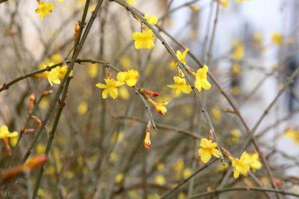 立春有約，想念，想見，但願這個春天，不負自己的深情