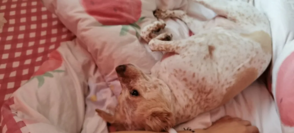 在樹林裡撿到一隻潦草小串串,幾個月後,長成了盛世美顏 在樹林裡撿到一隻潦草小串串,幾個月後,長成了盛世美顏