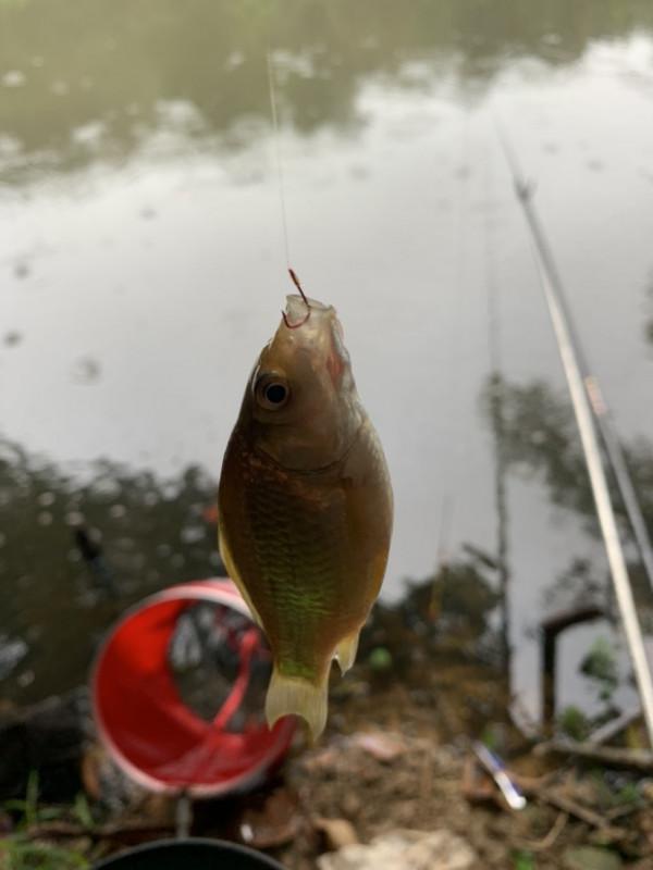 正確掌握野釣鯽魚的技巧，助你爆護