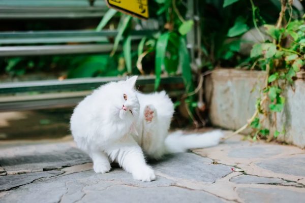 聽說我是一隻狗？