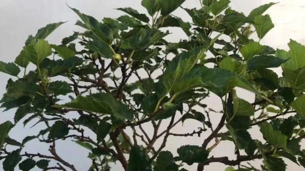 前不栽桑，後不栽柳，院中不種“鬼拍手”，是迷信還是智慧？